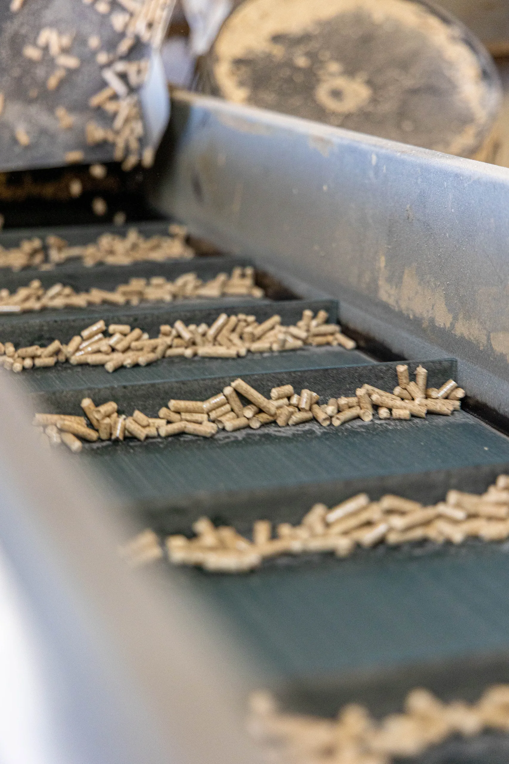 Pellet di legno sul nastro della linea di produzione